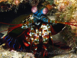 Mantis Shrimp - Taken in Anilao Batangas. Camera used: Ca... by Arthur Castillo 